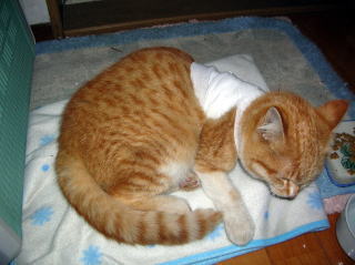 怪我をして治療のため室内猫になったソックス